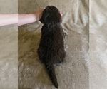 Small Photo #9 Newfoundland Puppy For Sale in CAMBRIDGE, NE, USA