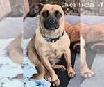 Small Pug Mix