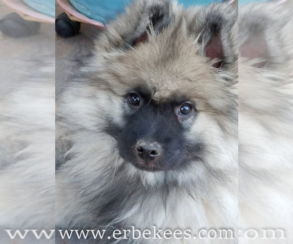 Medium Photo #9 Keeshond Puppy For Sale in FAYETTEVILLE, TN, USA