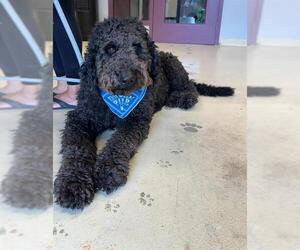 Goldendoodle Dogs for adoption in Santa Cruz, CA, USA