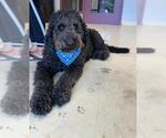 Small Goldendoodle