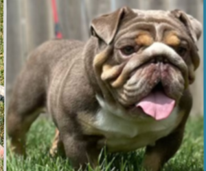 Father of the English Bulldog puppies born on 06/30/2025