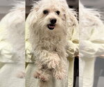 Small Maltipoo (Toy)