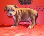 Puppy Puppy 4 American Bully