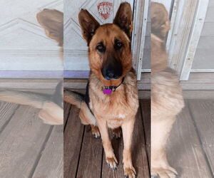 German Shepherd Dog Dogs for adoption in Newfoundland, PA, USA