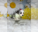 Small Photo #8 Aussiedoodle Miniature  Puppy For Sale in RIPLEY, MS, USA