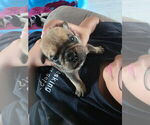 Small #2 English Bulldog