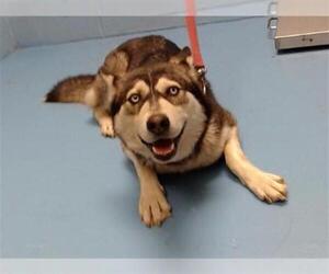 Siberian Husky Dogs for adoption in Moreno Valley, CA, USA
