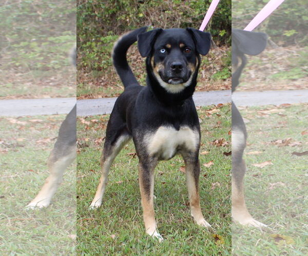 Medium Photo #4 Siberian Husky-Unknown Mix Puppy For Sale in Prattville, AL, USA