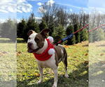 Small #3 American Pit Bull Terrier Mix
