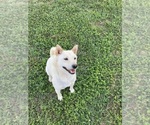 Small Photo #1 Shiba Inu Puppy For Sale in AVA, MO, USA