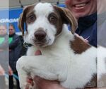 Small #4 Mutt