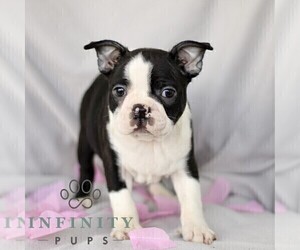 Boston Terrier Puppy for sale in RONKS, PA, USA