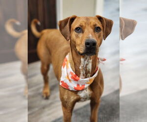 Mutt Dogs for adoption in Emmett, ID, USA