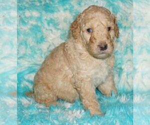 Labradoodle Puppy for sale in LA HABRA, CA, USA