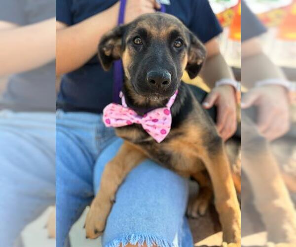 Medium Photo #2 German Shepherd Dog-Unknown Mix Puppy For Sale in Visalia, CA, USA