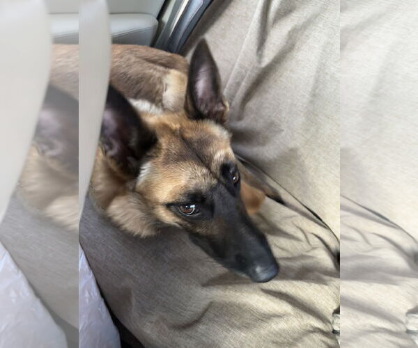 Medium Photo #11 Mutt Puppy For Sale in Stevens Point, WI, USA