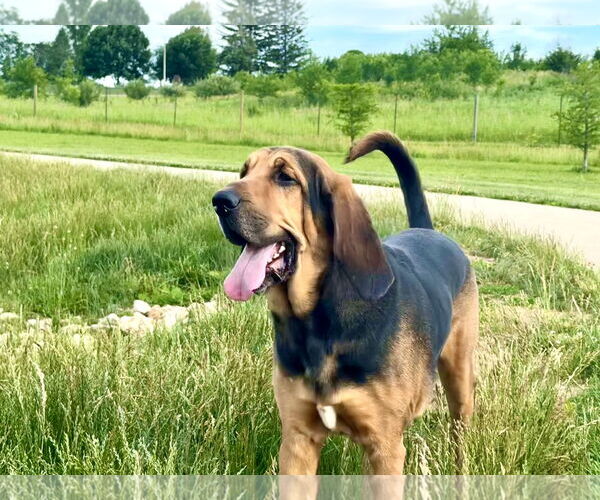 Medium Photo #3 Bloodhound Puppy For Sale in Coralville, IA, USA