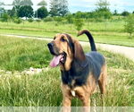 Small #2 Bloodhound
