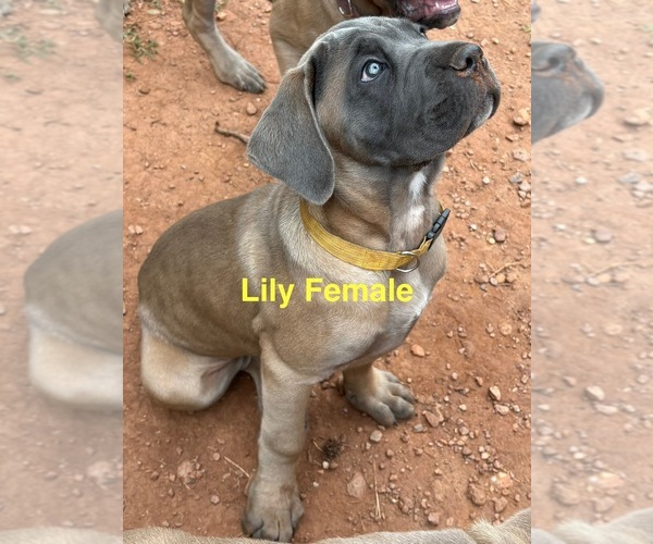 Medium Photo #6 Cane Corso Puppy For Sale in ROCKMART, GA, USA