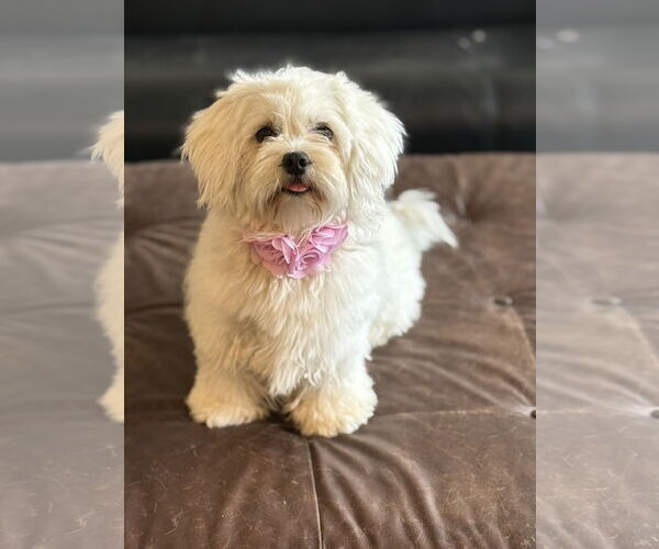 Medium Photo #4 Havamalt Puppy For Sale in Phoenix, AZ, USA