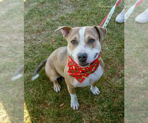 Beagle-Unknown Mix Dogs for adoption in GILBERTS, IL, USA