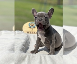 Faux Frenchbo Bulldog Puppy for sale in RIDGEVILLE, SC, USA