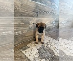 Small Photo #11 Belgian Malinois Puppy For Sale in MIAMI, FL, USA