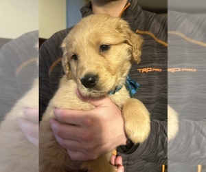 Golden Retriever Puppy for sale in EAST WAREHAM, MA, USA