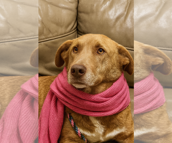 Medium Photo #2 Golden Labrador Puppy For Sale in Mt. Laurel, NJ, USA