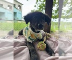 Small #3 Labrador Retriever Mix