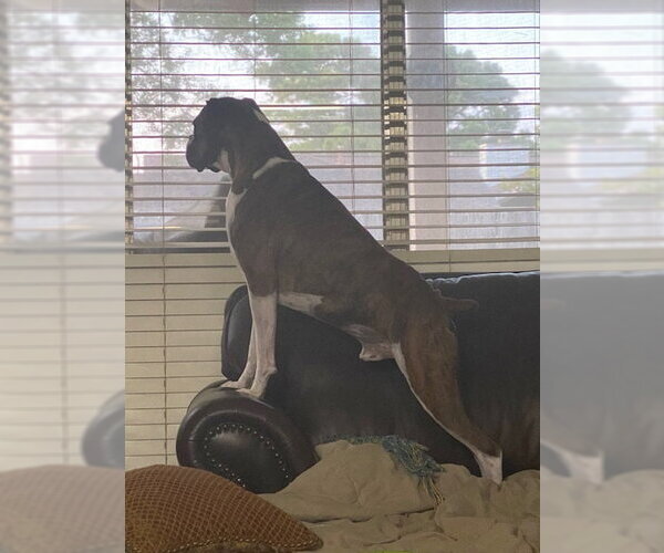 Medium Photo #7 Boxer Puppy For Sale in  Katy, TX, USA