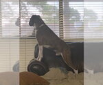 Small #6 Boxer