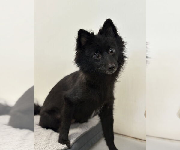 Medium Photo #6 Pomeranian Puppy For Sale in Studio City, CA, USA