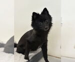 Small #5 Pomeranian