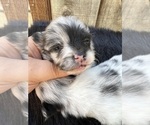 Small Photo #78 Pomeranian Puppy For Sale in HAYWARD, CA, USA