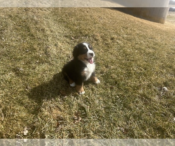 Medium Photo #6 Bernese Mountain Dog Puppy For Sale in ATHENS, WI, USA