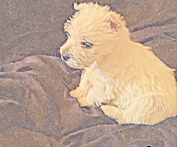 Medium Photo #1 West Highland White Terrier Puppy For Sale in STEAMBOAT SPRINGS, CO, USA