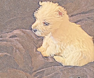 West Highland White Terrier Puppy for Sale in STEAMBOAT SPRINGS, Colorado USA