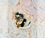 Small #21 Yorkshire Terrier