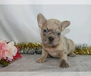 French Bulldog Puppy for sale in FREDERICKSBG, OH, USA
