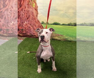 Mutt Dogs for adoption in Euless, TX, USA