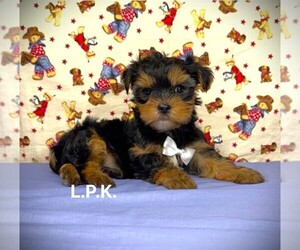 Yorkshire Terrier Puppy for sale in WINNSBORO, LA, USA