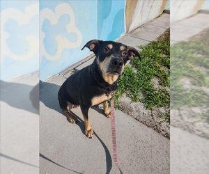 German Shepherd Dog-Unknown Mix Dogs for adoption in Vero Beach, FL, USA