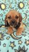Small Photo #6 Puggle Puppy For Sale in LANCASTER, PA, USA