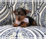 Small Photo #5 Yorkshire Terrier Puppy For Sale in LAKELAND, FL, USA