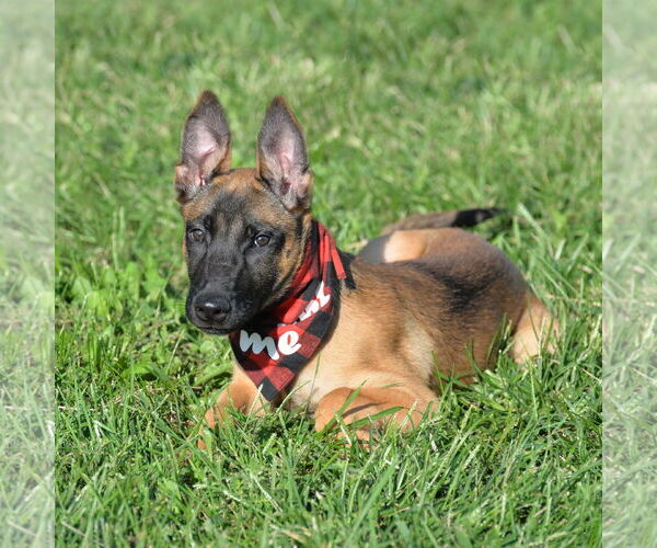 Medium Photo #11 Mutt Puppy For Sale in Gretna, NE, USA