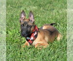 Small #10 Mutt
