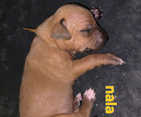 Medium Photo #12 Rhodesian Ridgeback Puppy For Sale in YOUNGWOOD, PA, USA