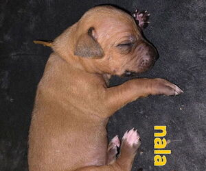 Medium Rhodesian Ridgeback